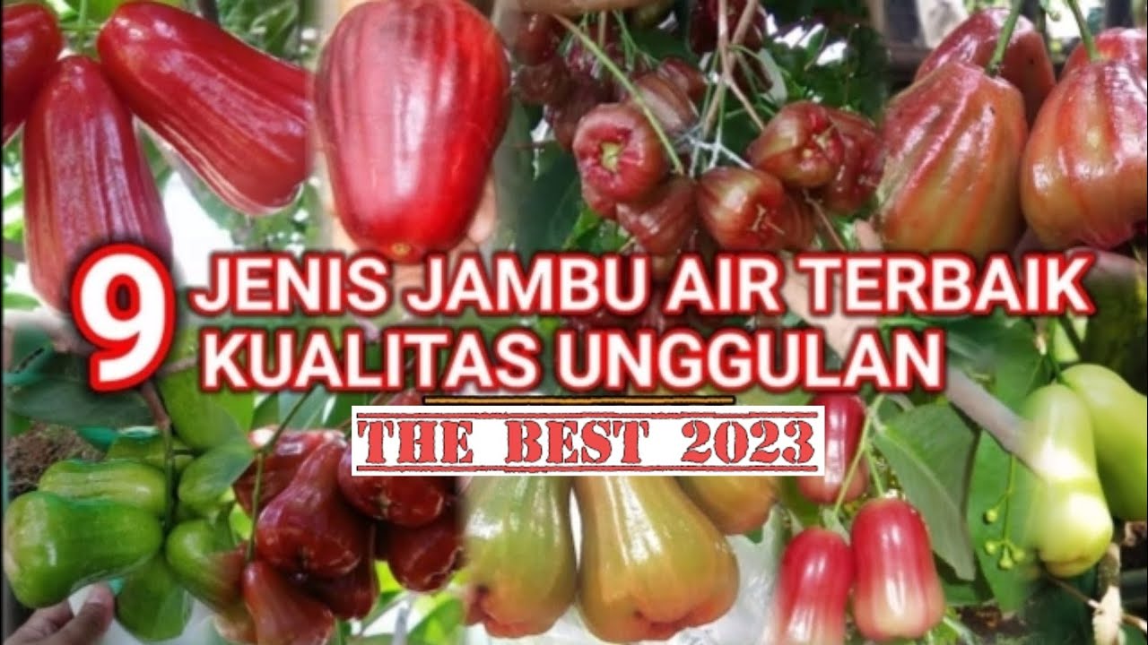 9 JENIS JAMBU AIR UNGGULAN DI INDONESIA