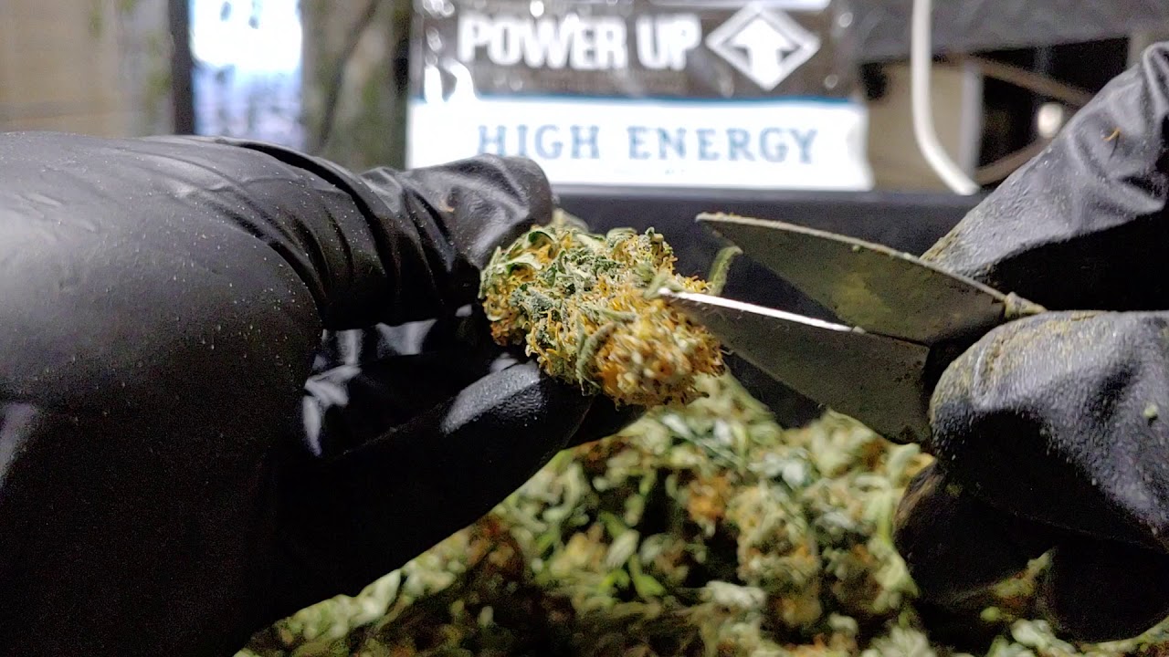Cannabis Trimming Techniques