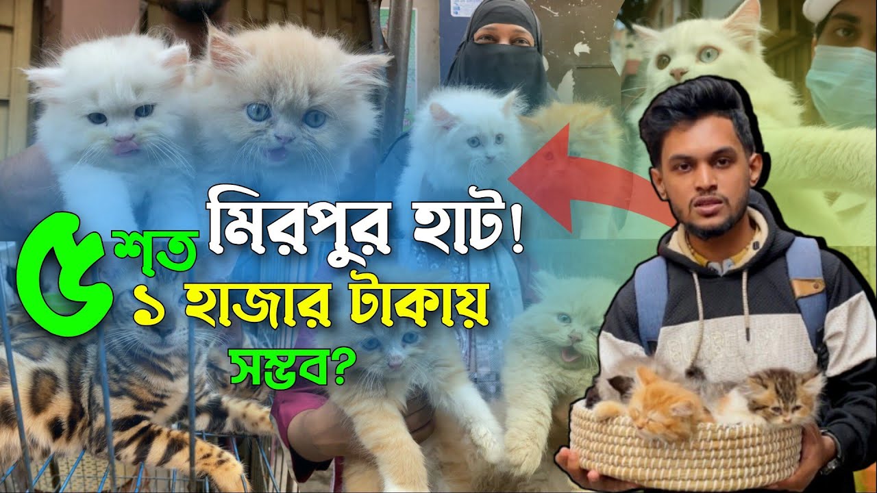 সবচেয়ে সস্তায় বিড়াল | মিরপুর ১ বিড়ালের হাট | @DewanPets | Persian cat price in Bangladesh 