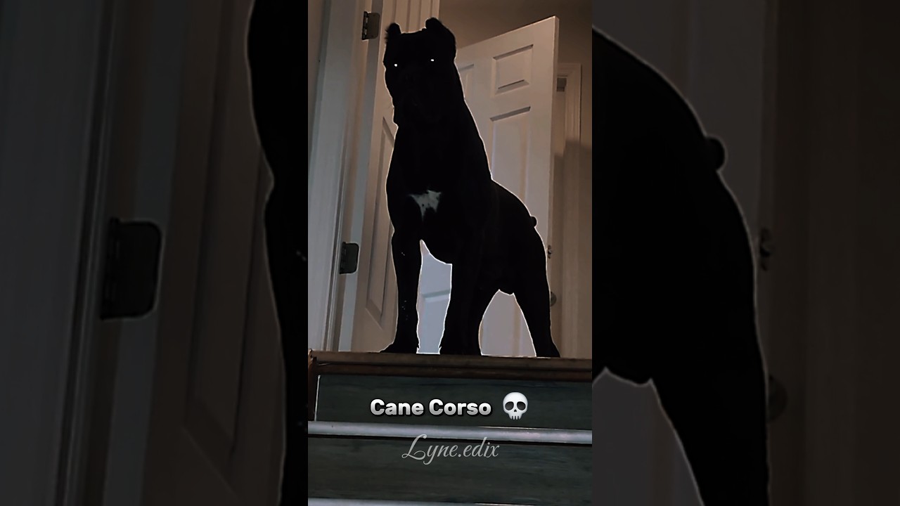Power Of Transformation 💀🔥 #dogs #edit #shorts #fyp #dog #transformation #animals