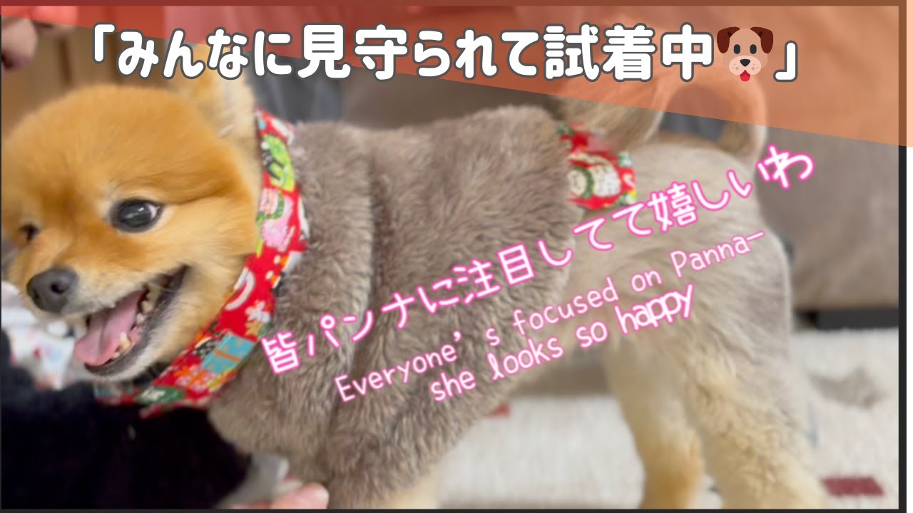 「みんなに見守られて試着中🐶」Trying on a Handmade Outfit