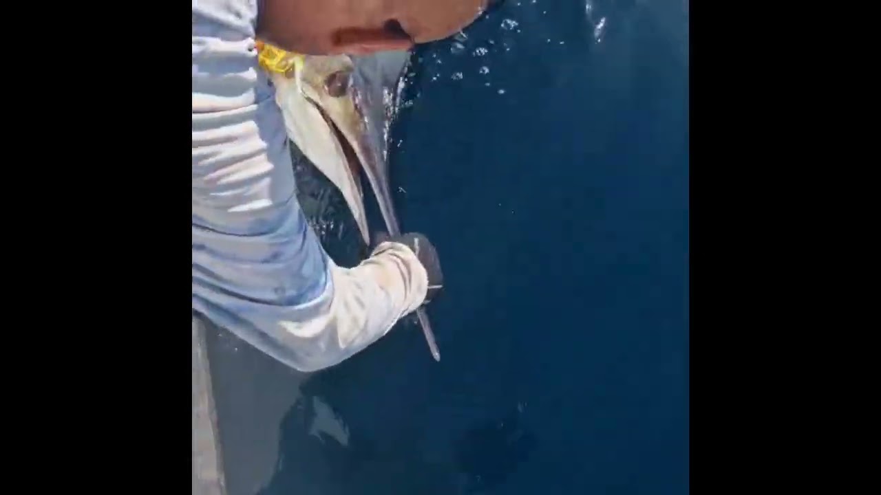 Stripe marlin on Nina