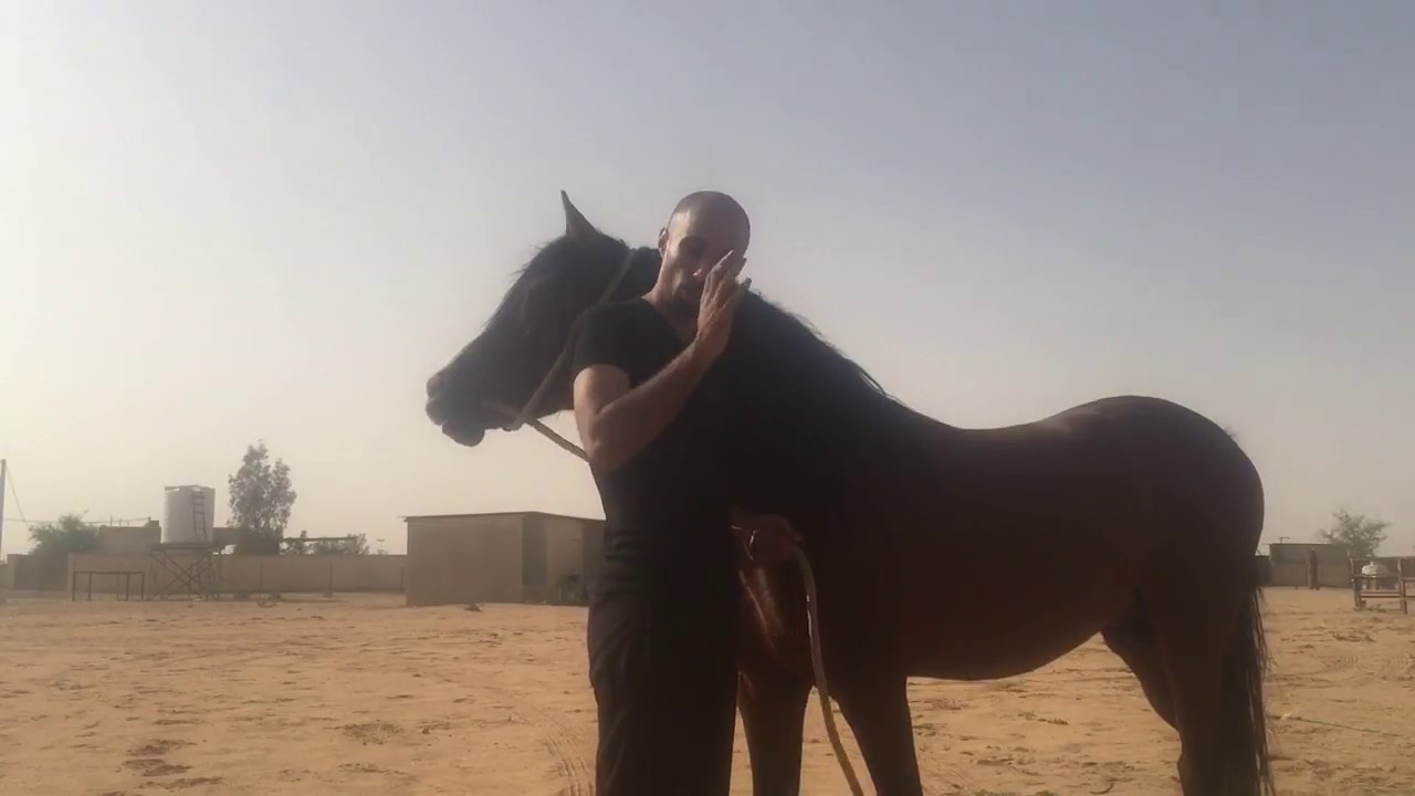 طريقة فحص الخيل قبل شرائها / الجزء الأول - أحمد الحقيل  .