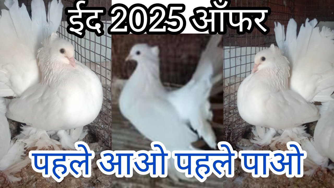 💥SALE 💥EID 2025 ♥️Offer ♥️ कोटा, राजस्थान से ♥️📞9529449030