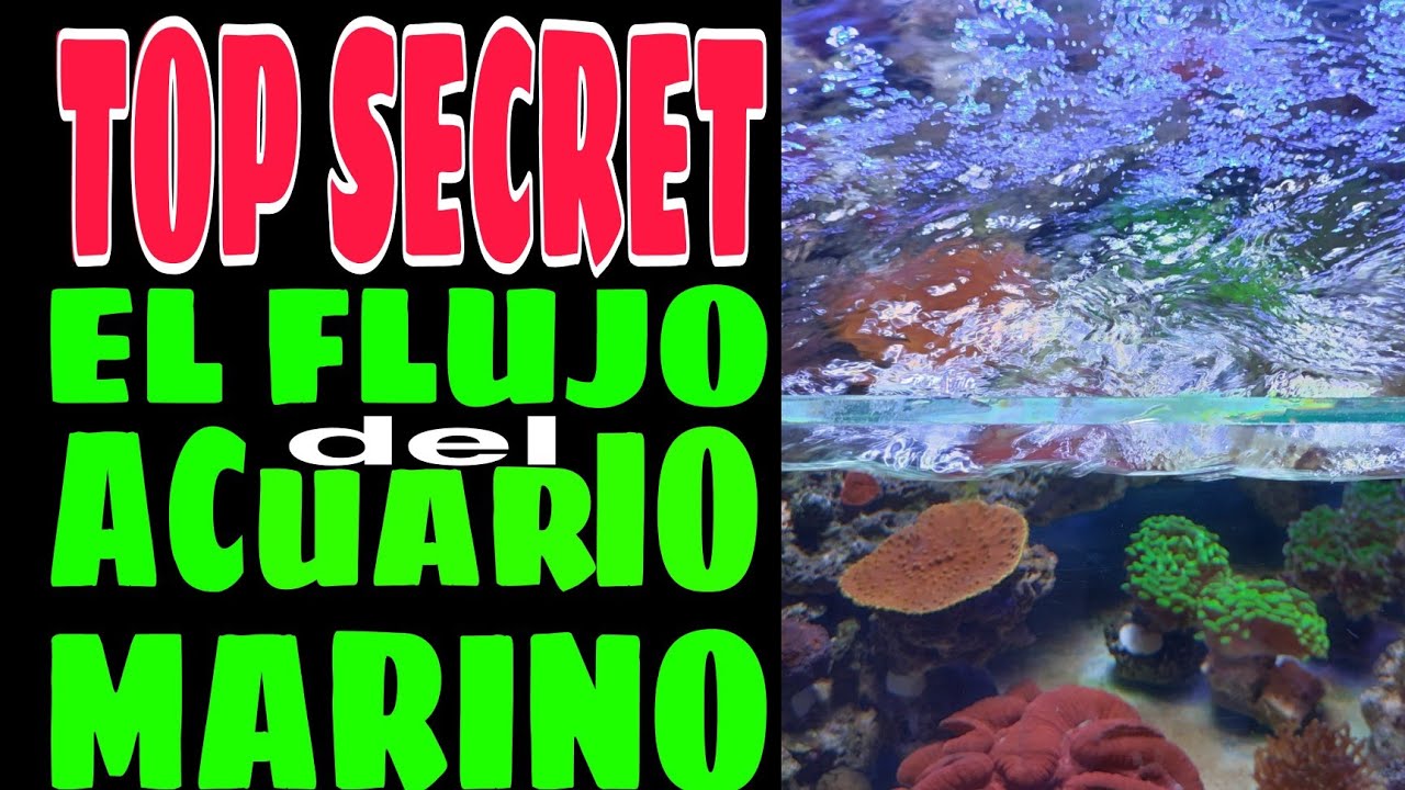 TOP SECRET EL FLUJO DEL ACUARIO MARINO