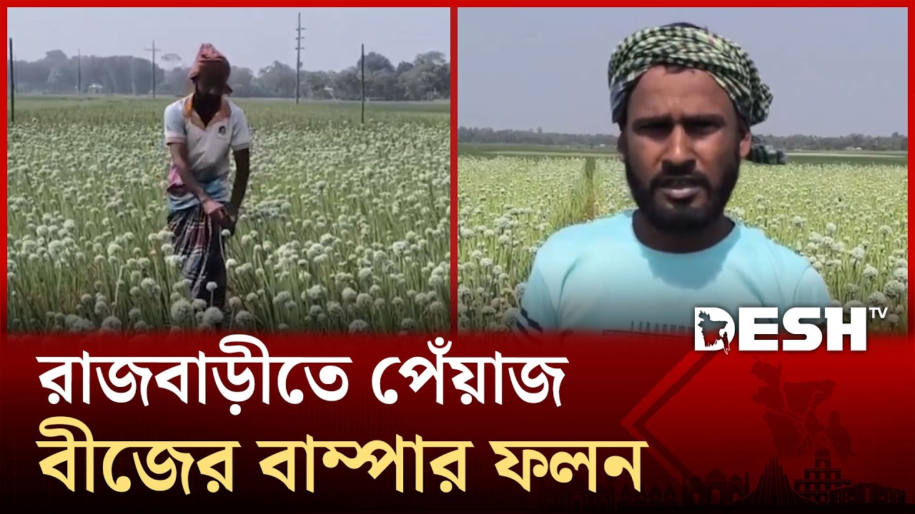 পেঁয়াজ বীজ চাষে সফল রাজবাড়ীর বালিয়াকান্দির কৃষকরা | Desh TV News