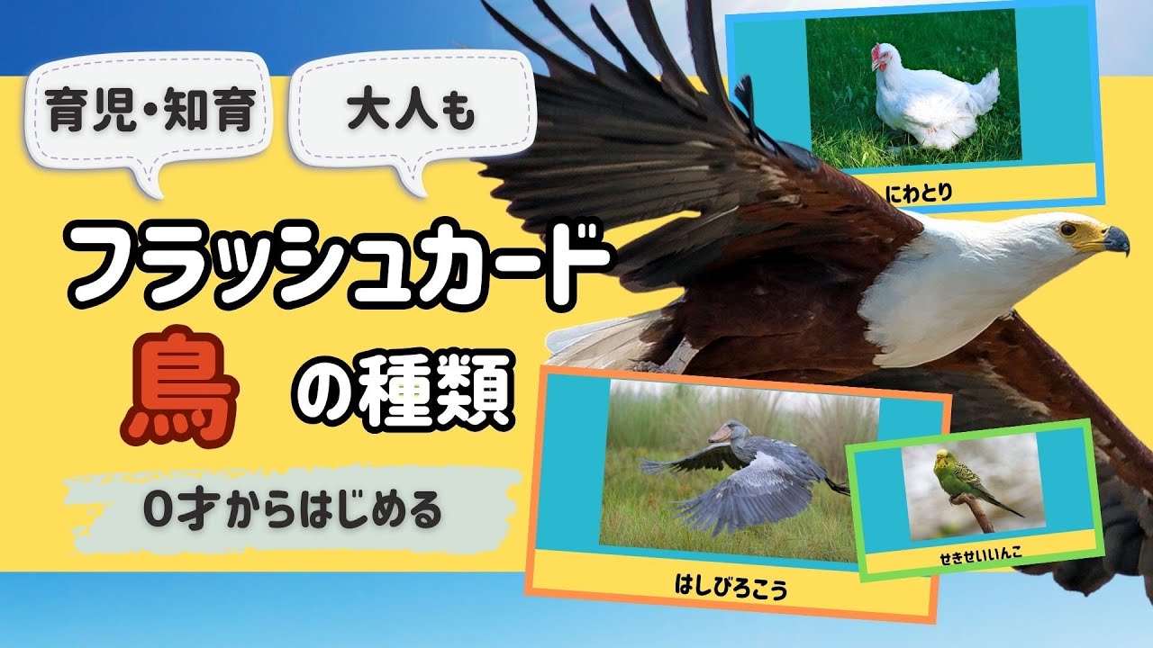 【鳥の名前・種類】知育フラッシュカード（インコ、文鳥、ハシビロコウ ひらがな 幼児向け お勉強 子ども向け 日本語 #教育 #鳥 #動物