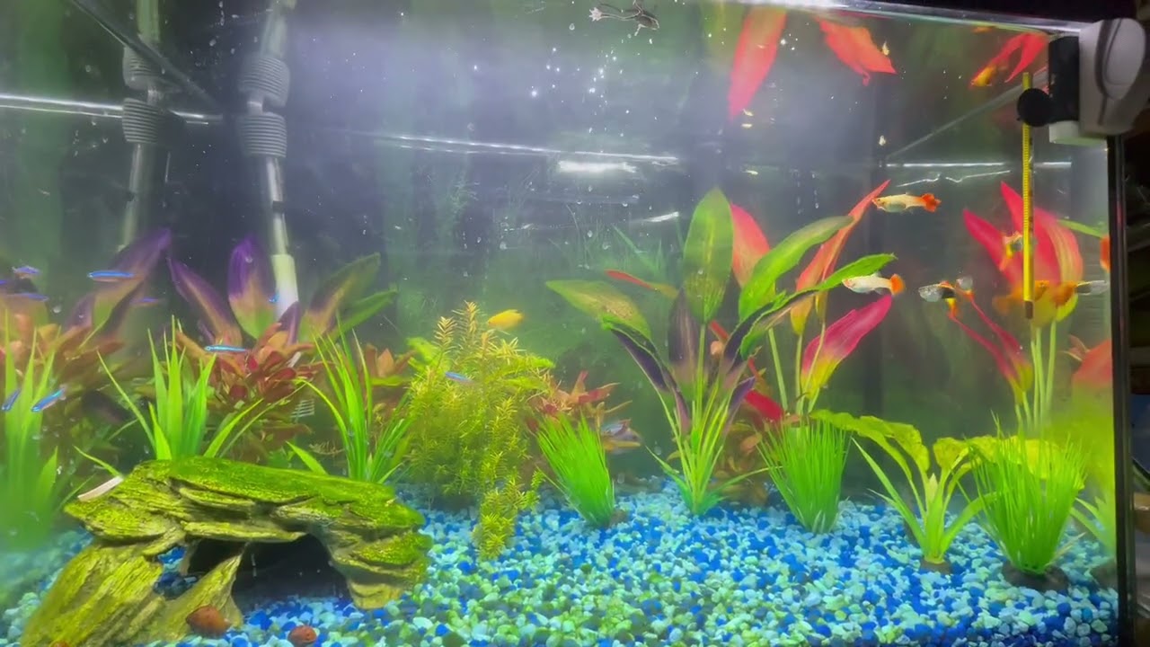 Fish tank video