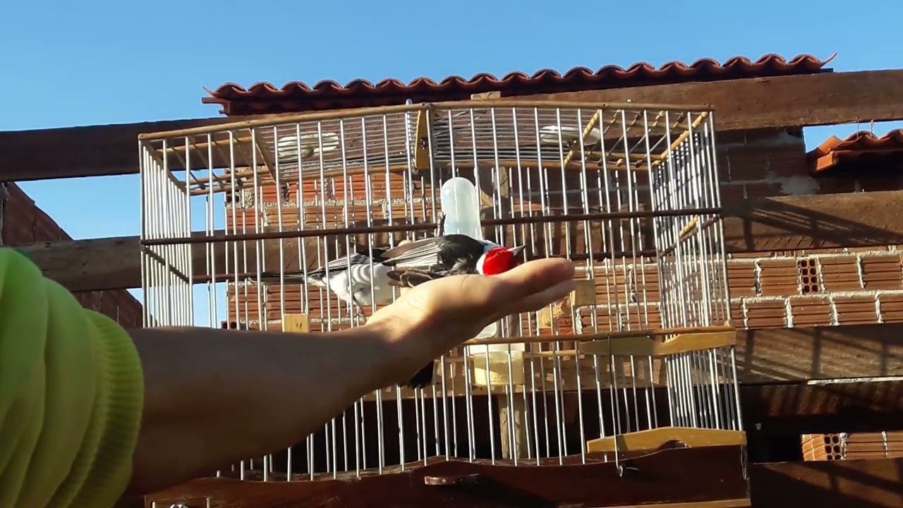Galo blayd na pegada livre 