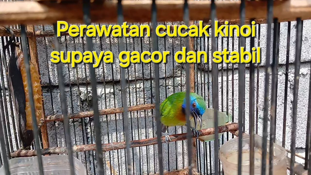 Perawatan cucak kinoi supaya gacor untuk masteran