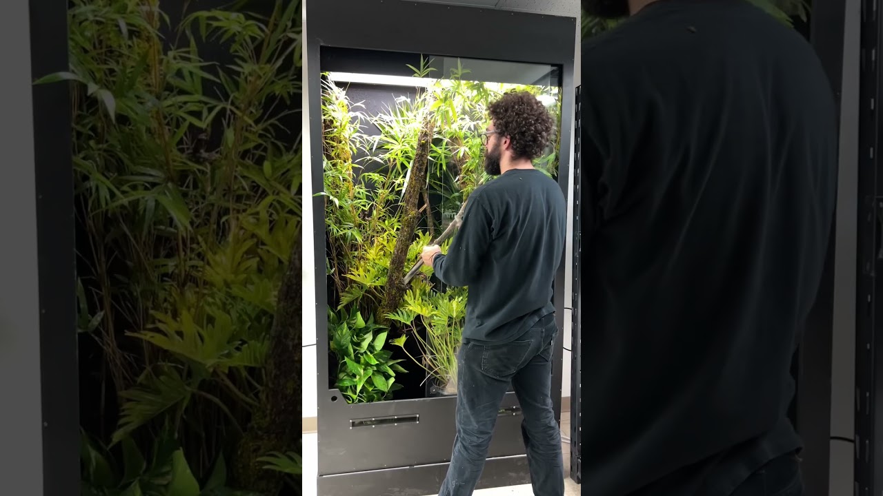 Gaint Tamura designs reptile enclosure 🍃 #HerpTime #reptile #terrarium #vivarium #bioactive #shorts