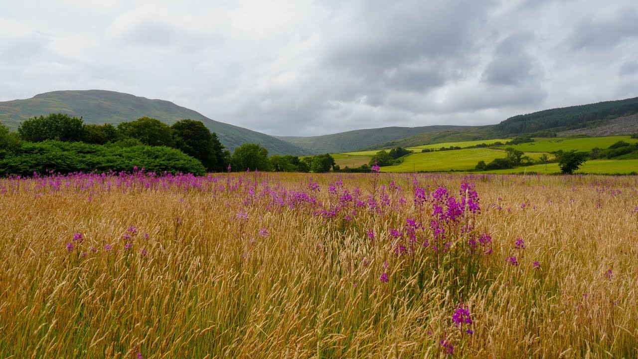 Fields of Arran Gold and Purple on a Lazy Sunday (5.1 mix)