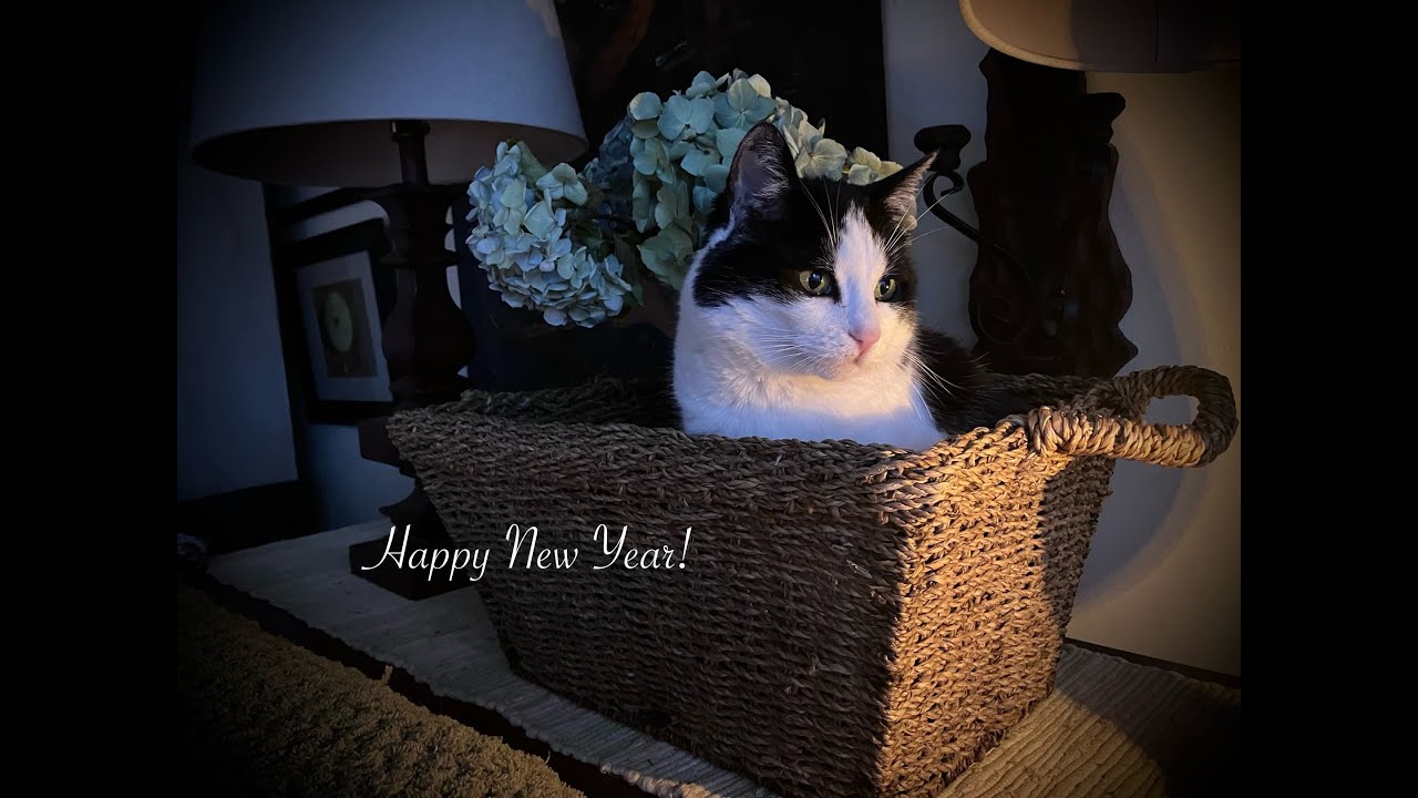 A Brand New Year * Making A Vegetable Lasagna * Painting Birds * Snowy Landscape * Relaxing Cats