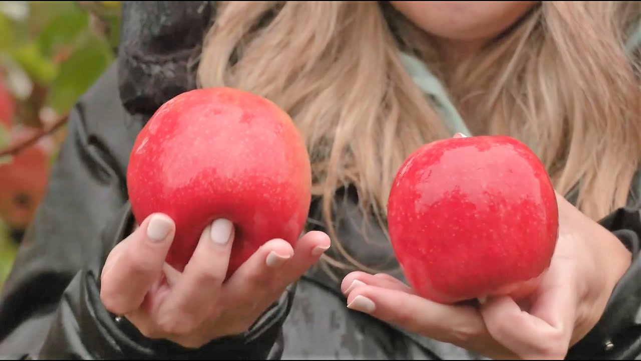 Manzanas Pink Lady en Aquí la Tierra (TVE)