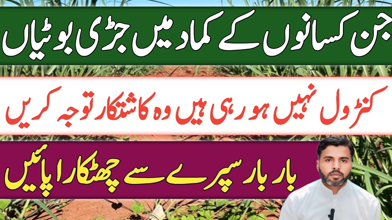 Get rid of the farmers whose Sugarcane's herbs are not controlled | Farming Expert 786