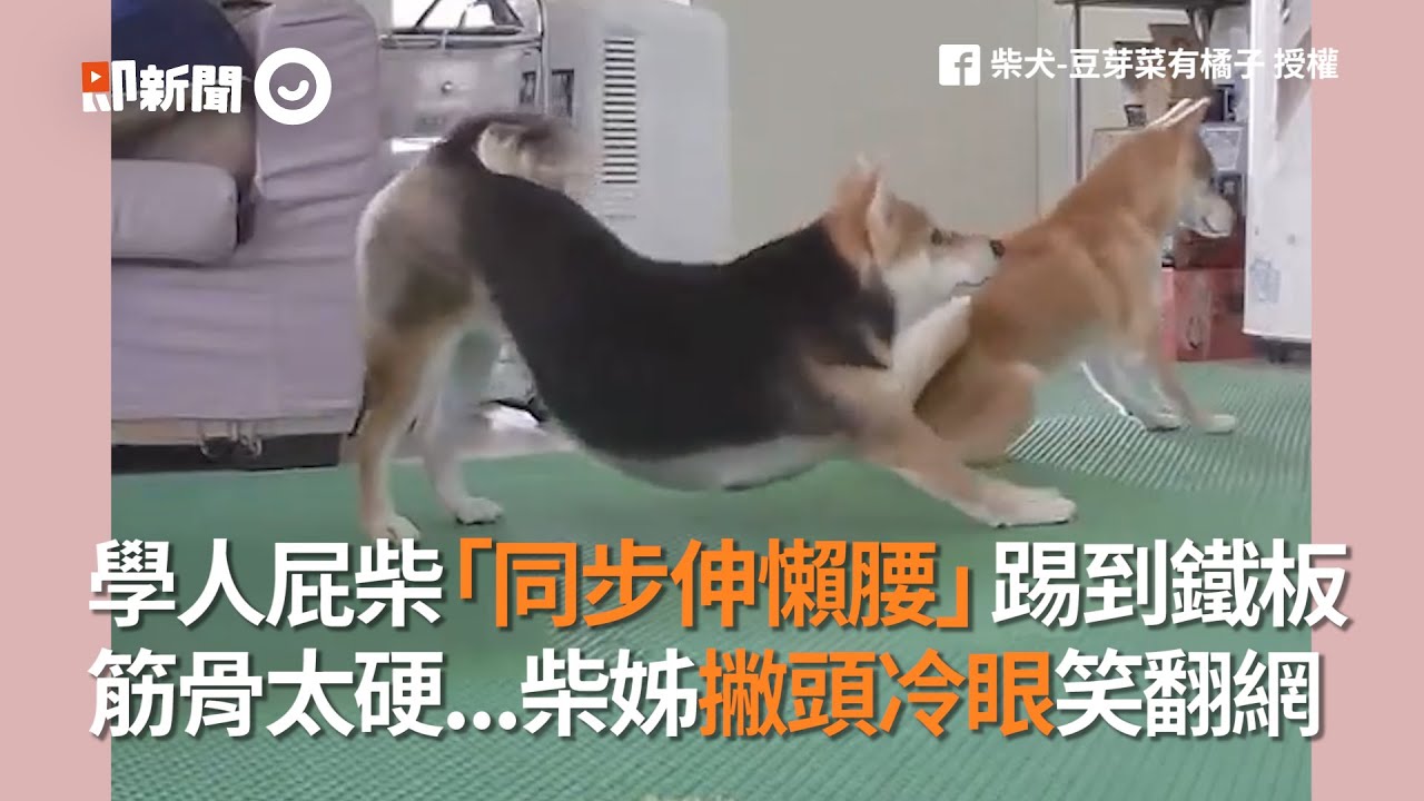 學人屁柴「同步伸懶腰」踢到鐵板　筋骨太硬 柴姊撇頭冷眼笑翻網｜寵物動物｜柴犬｜瑜伽｜精選影片