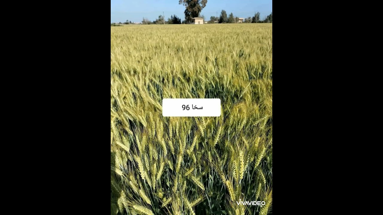 صاروخ القمح يعطي 35 أردب للفدان خلال 130يوم الصنف سخا 96 دقيق ابيض قوي النمو مبكر النضج