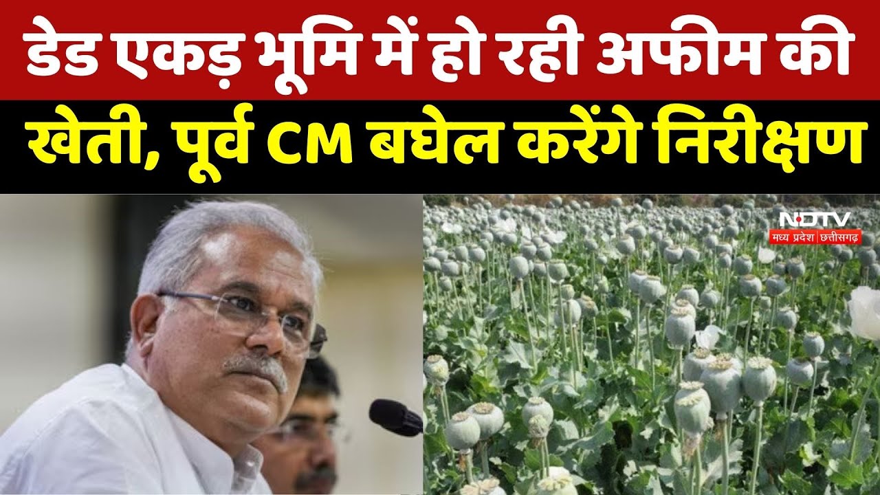 Chittorgarh Opium Farming: Durg में डेड एकड़ भूमि में अफीम की खेती | Former CM Bhupesh Baghel
