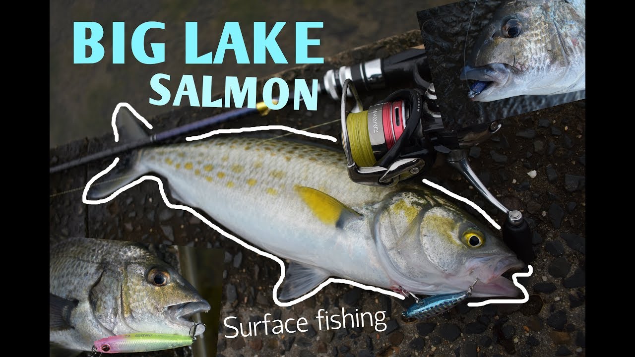 Surface Bream in West Lakes! Ft. SALMON ATE MY SURFACE LURE | EP.001 AlexsFishin VLOG
