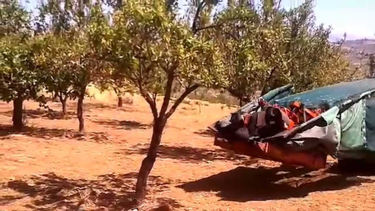 RACCOLTA MECCANICA DEL MANDORLO -  ilsicano