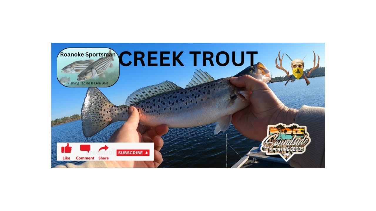CREEK TROUT