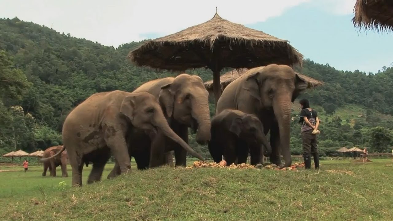 Assignment Asia: Thailand’s elephant whisperer