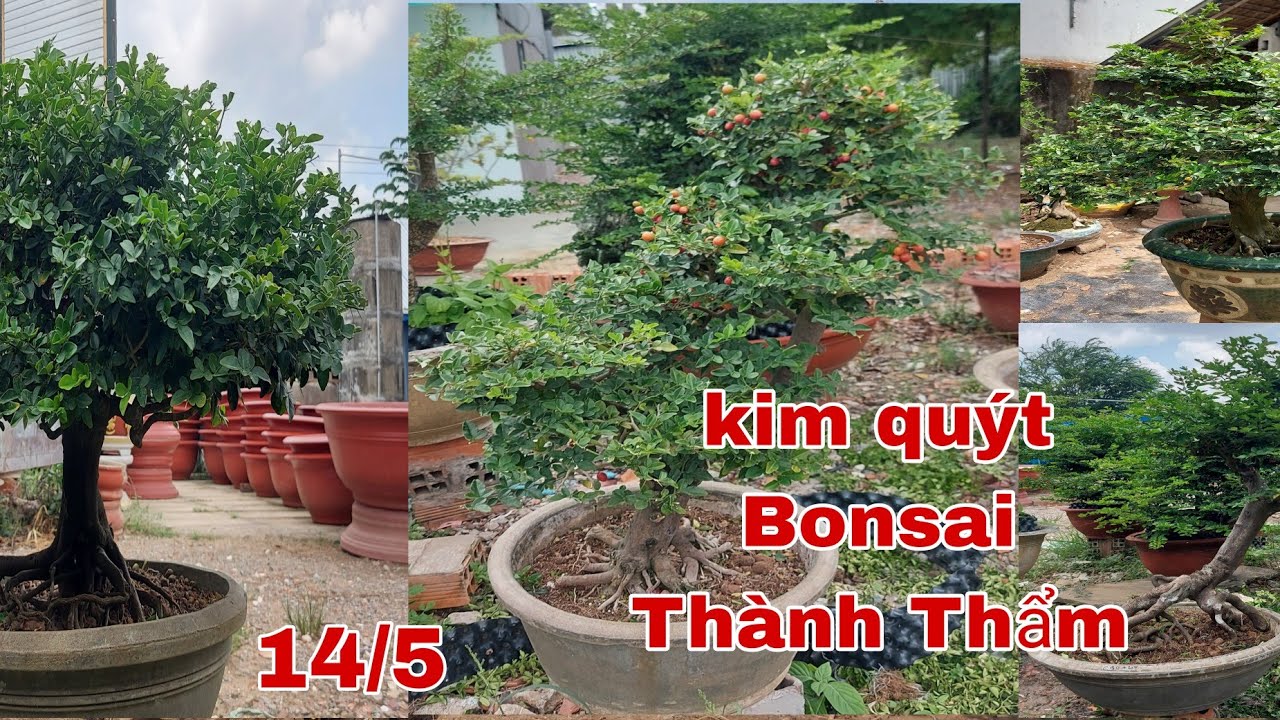 Kim quýt Bonsai Thành Thẩm