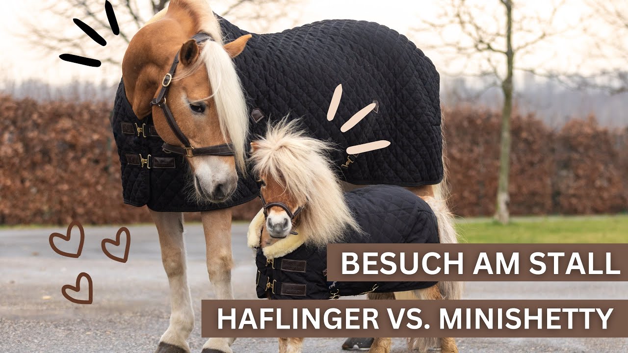 HAFLINGER VS MINISHETTY | VLOG AM STALL MIT @My Starwave ⭐️🦄