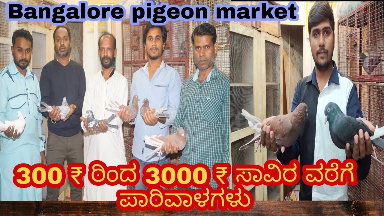 ಪಾರಿವಾಳಗಳು 300 ₹ ರೂ ಗಳಿಂದ ಪ್ರಾರಂಭ | Best pigeon market Bangalore |Bangalore pigeon market