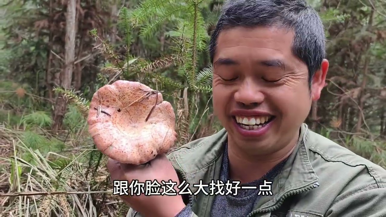 今年第一批乌枞菌长出来了，一片片的，小曾姐姐从广西赶来采摘