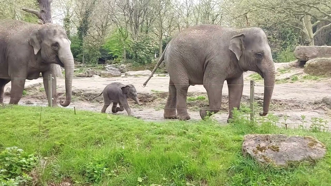 PASGEBOREN OLIFANTJE voor het eerst naar buiten in Diergaarde Blijdorp Rotterdam