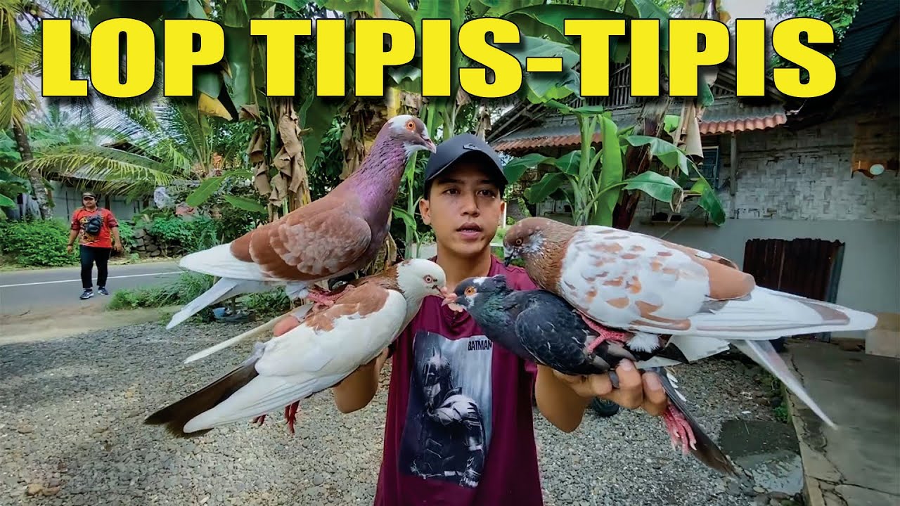 TEST MERPATI PASAR DIPENJUAL BURUNG