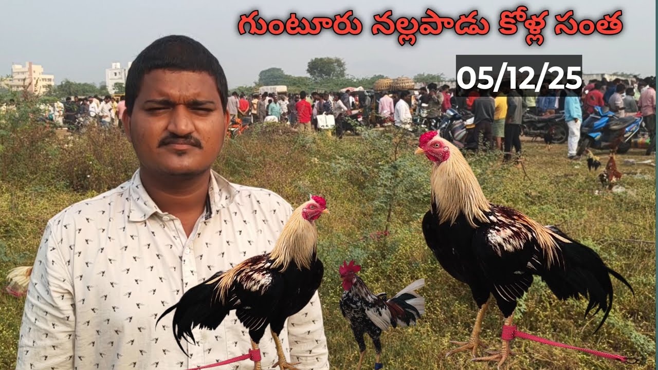 nallapadu kolla santha nallapadu kollamarket nallapadu kodipunjulamarket nallapadu kodipunjulasantha