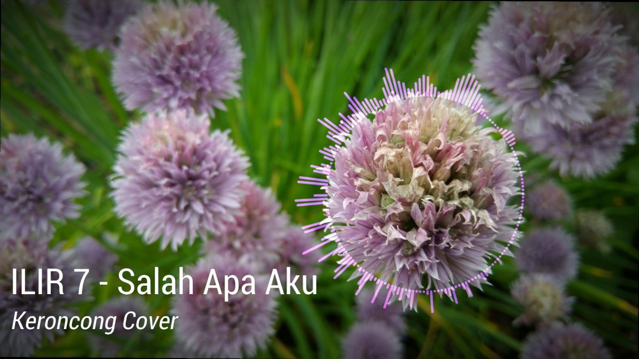 Entah Apa Yang Merasukimu (ILIR 7 - Salah Apa Aku) - Cover Keroncong