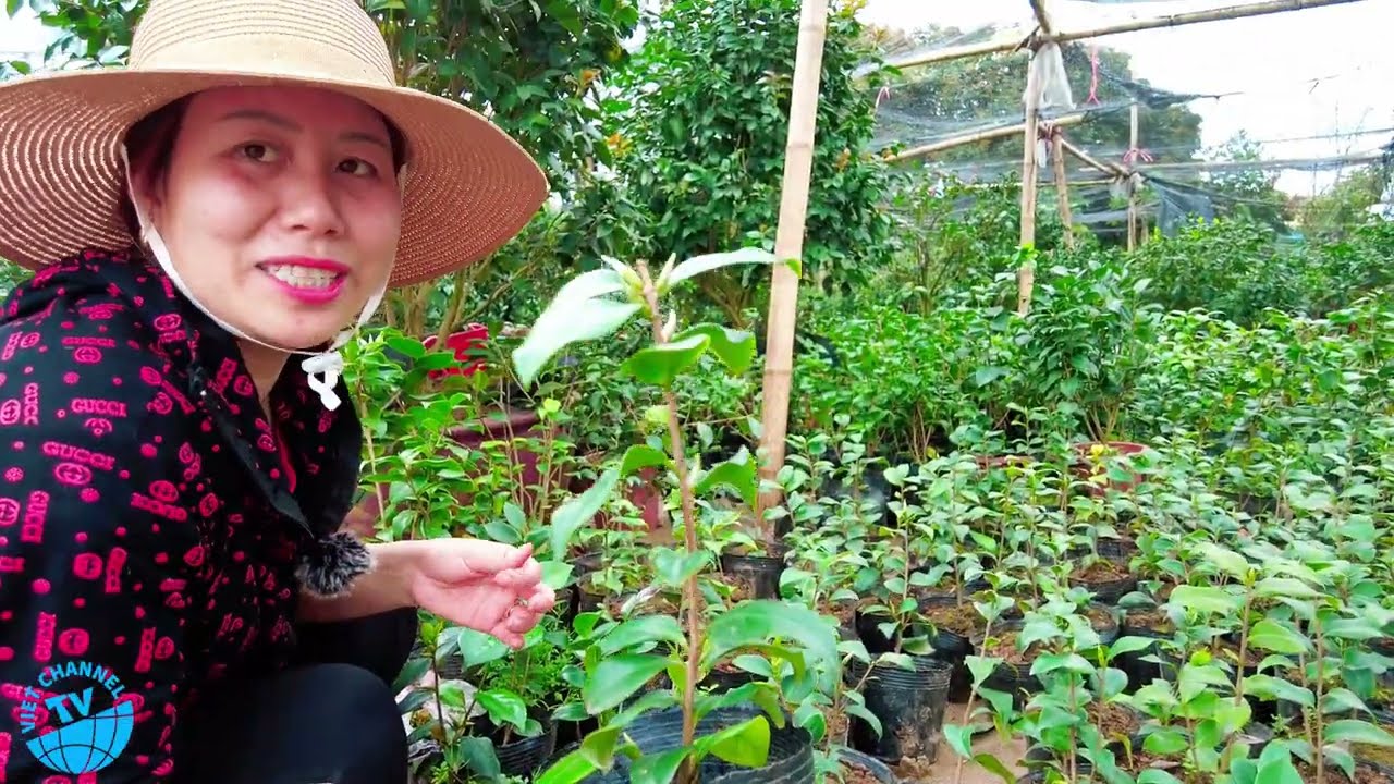 Hướng Dãn Cách Dâm Trà Giống Đảm Bảo Tỉ Lệ Lên 100%- Nhà Vườn Phạm Tuyến (0945425082)