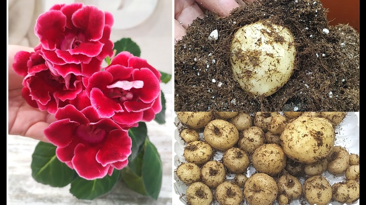 КАК УБРАТЬ КЛУБНИ  🌺 Глоксинии  на ПОКОЙ⁉️
