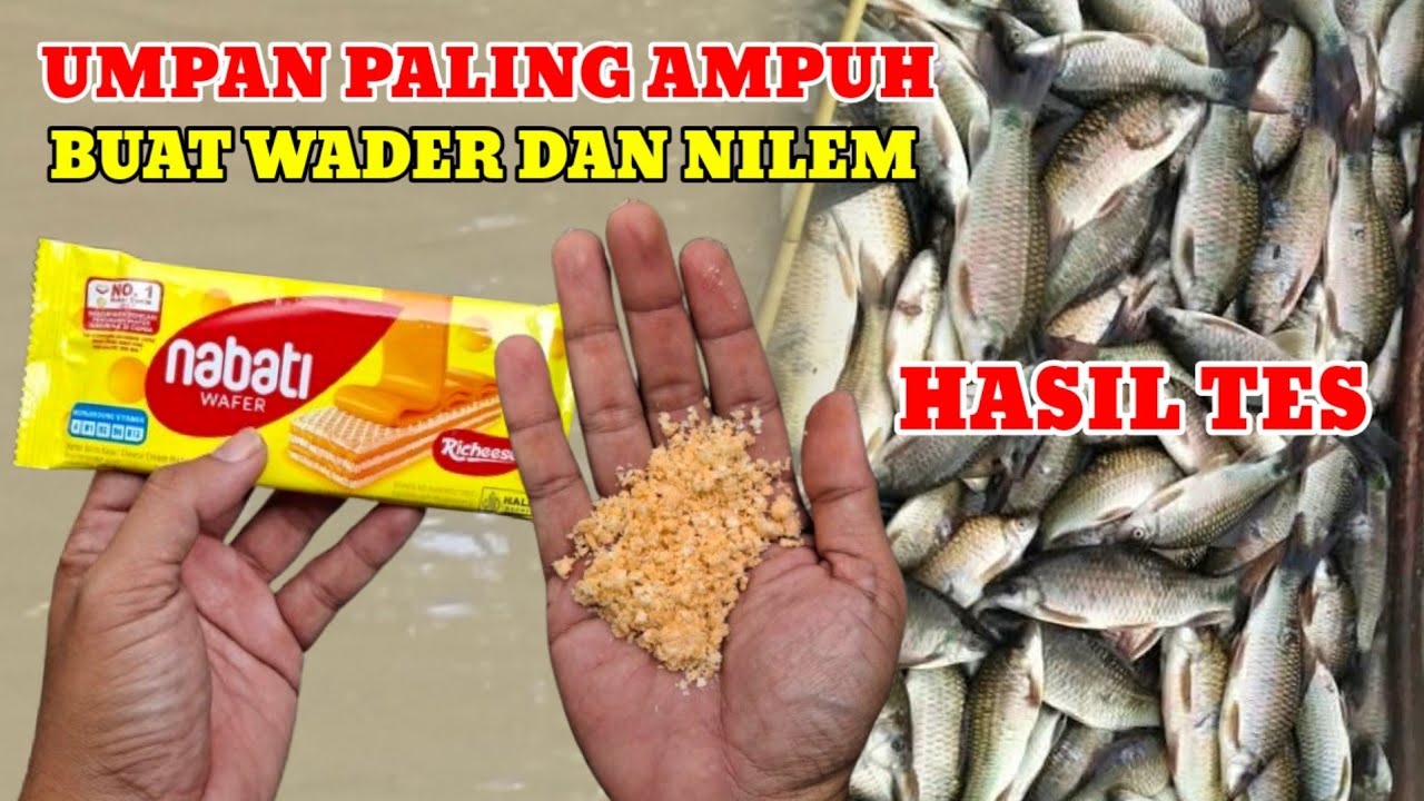 JANGAN LAMA - LAMA NANTI DI AMBIL ORANG‼️BURUAN COBA UMPAN NABATI JOSS JISSS