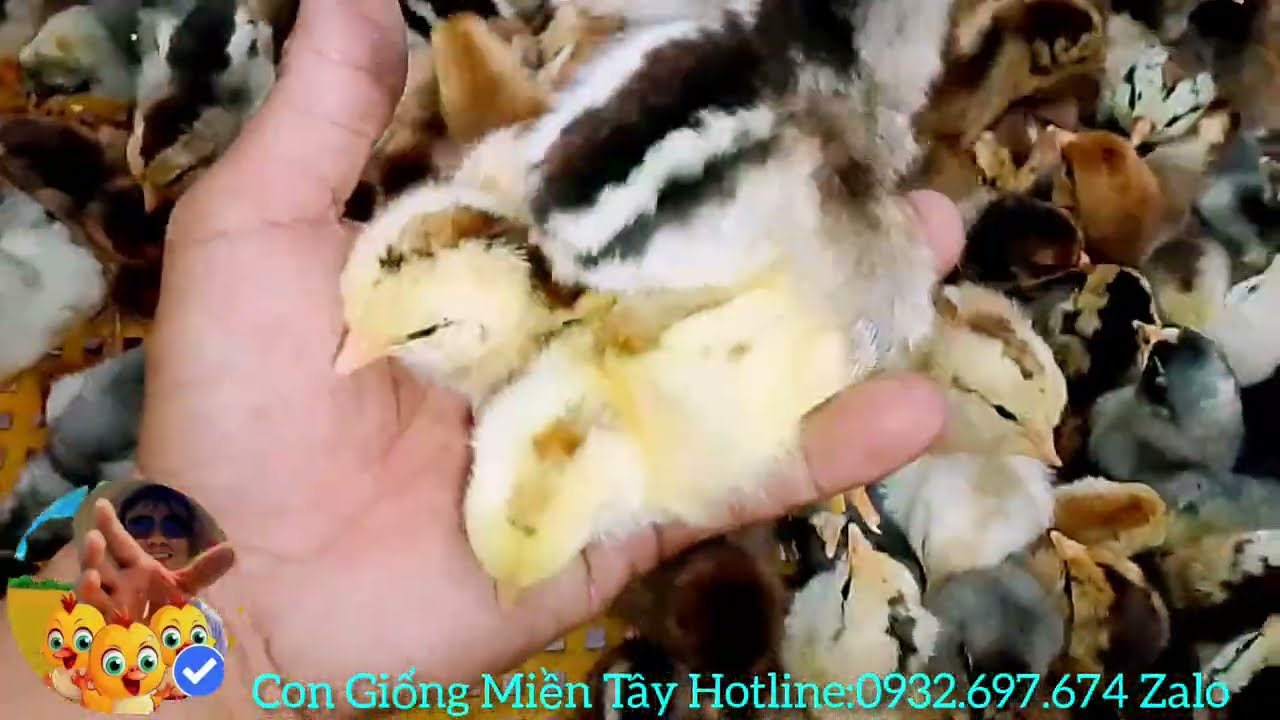 Giới thiệu đến bà con mẫu gà nòi bên noi bên tre cắn máu nòi nhiều .hay còn gọi là gà nòi cao lãnh