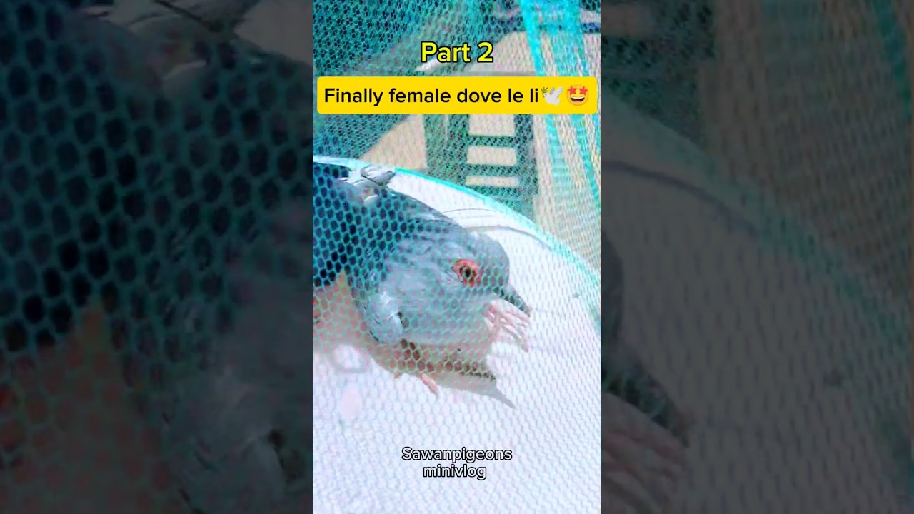 Part 2 | Finally female dove le li🕊️🤩 #minivlog #shortsfeed #birds #sawanpigeons
