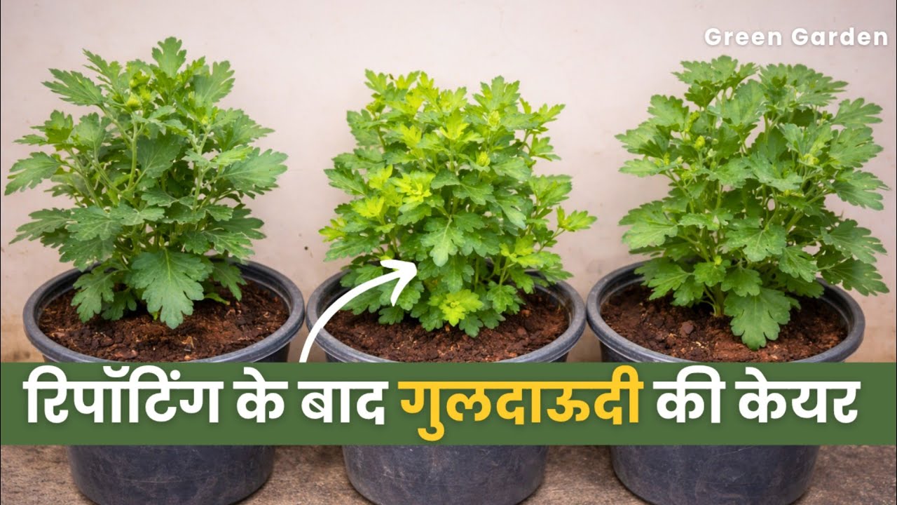 Chrysanthemum flower plant की care कैसे करें ? Best fertilizer for guldaudi flower plant.