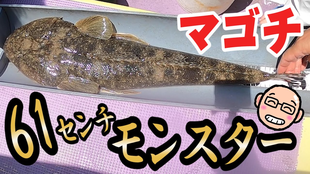 東京湾に60cm超モンスター・マゴチ!! 生エサ対ルアー対決【鶴見・新明丸】