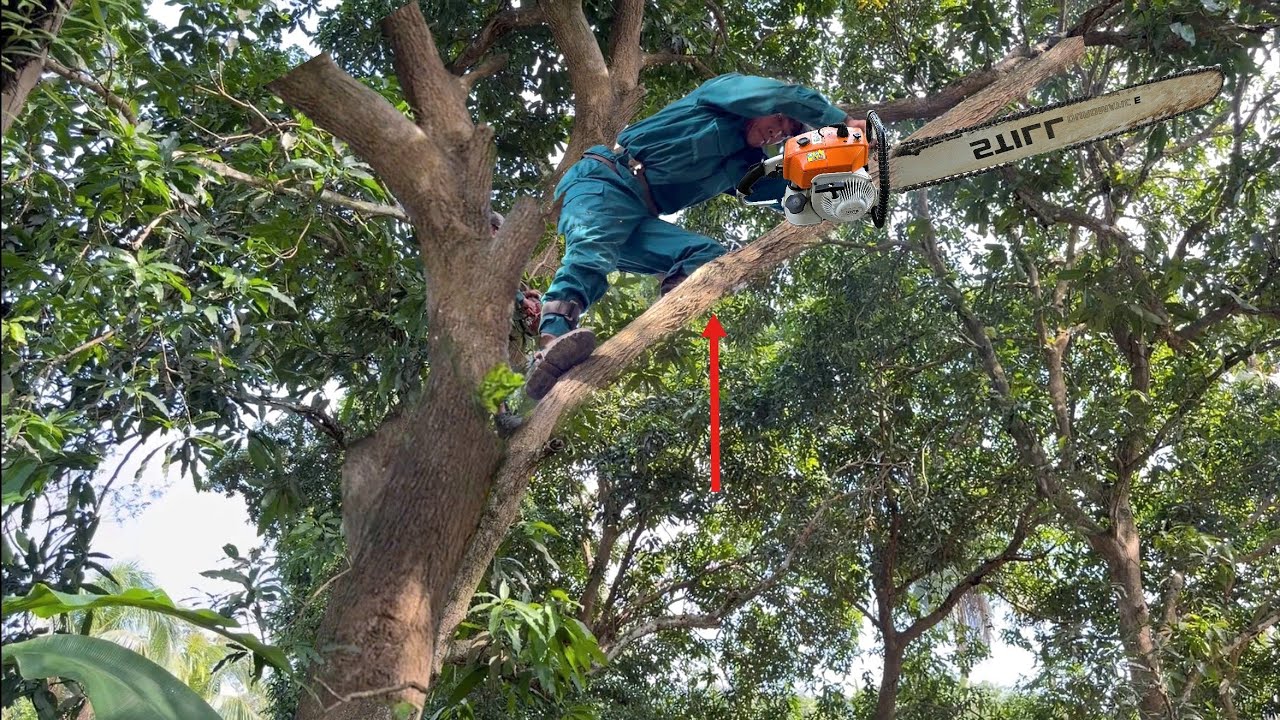 Cưa bỏ cây Xoài bị sâu đục thân ăn cây.