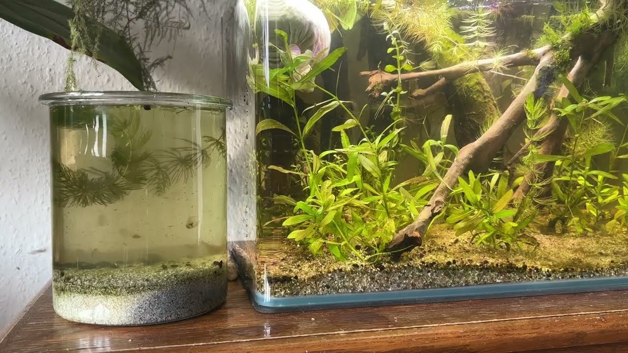 Building a Tank for my Triops Longicaudatus