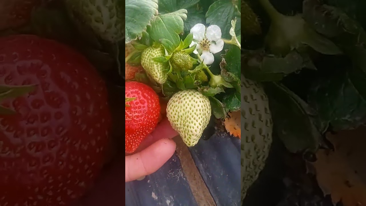 .KLERI..19- dekabr, ochiq dalada qulupnaylar xolati.