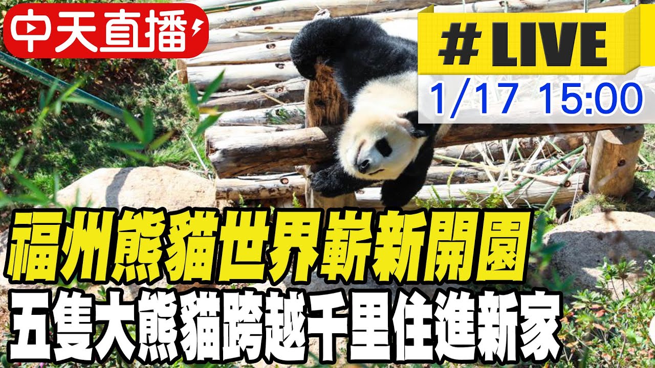 【中天直播#LIVE】福州熊貓世界嶄新開園 五隻大熊貓跨越千里住進新家  20260117 @全球大視野Global_Vision