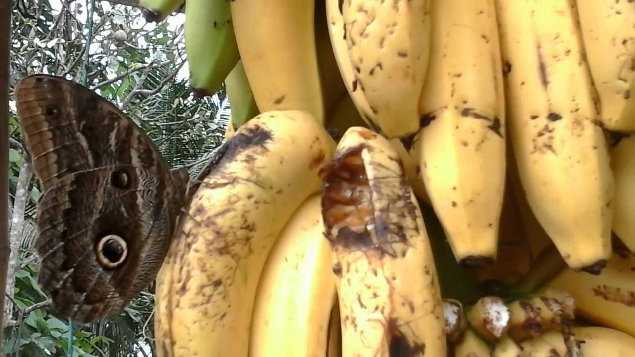 Banana butterfly