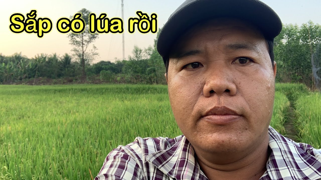 Mới quay máy bánh xích xới ruộng mà bây giờ lúa đã chín rồi. Xã Tân an tỉnh đồng Nai 
