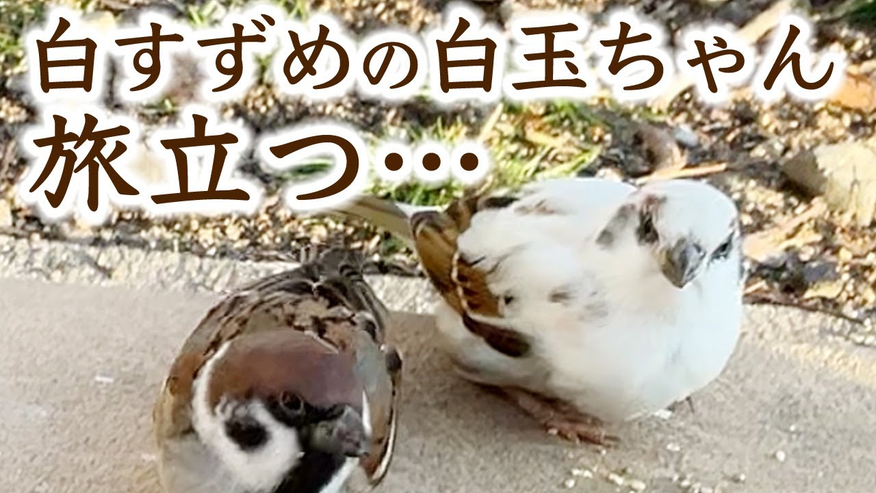 白スズメの白玉ちゃんに関するご報告です。