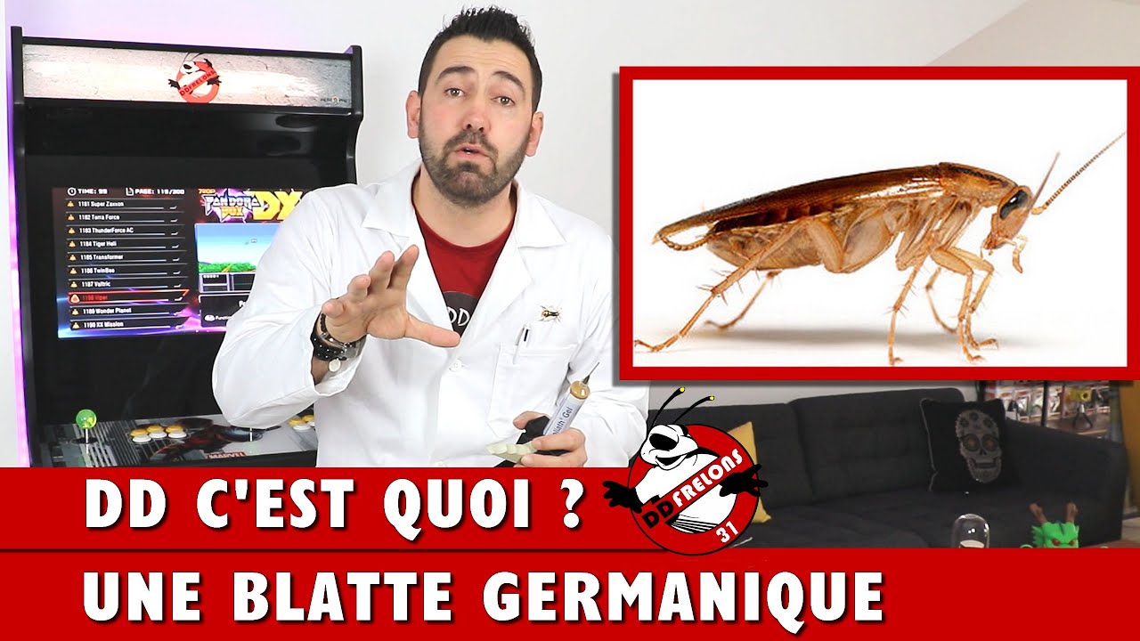 Je vous Parle de la BLATTE Germanique  (Cafard ou pas ?)