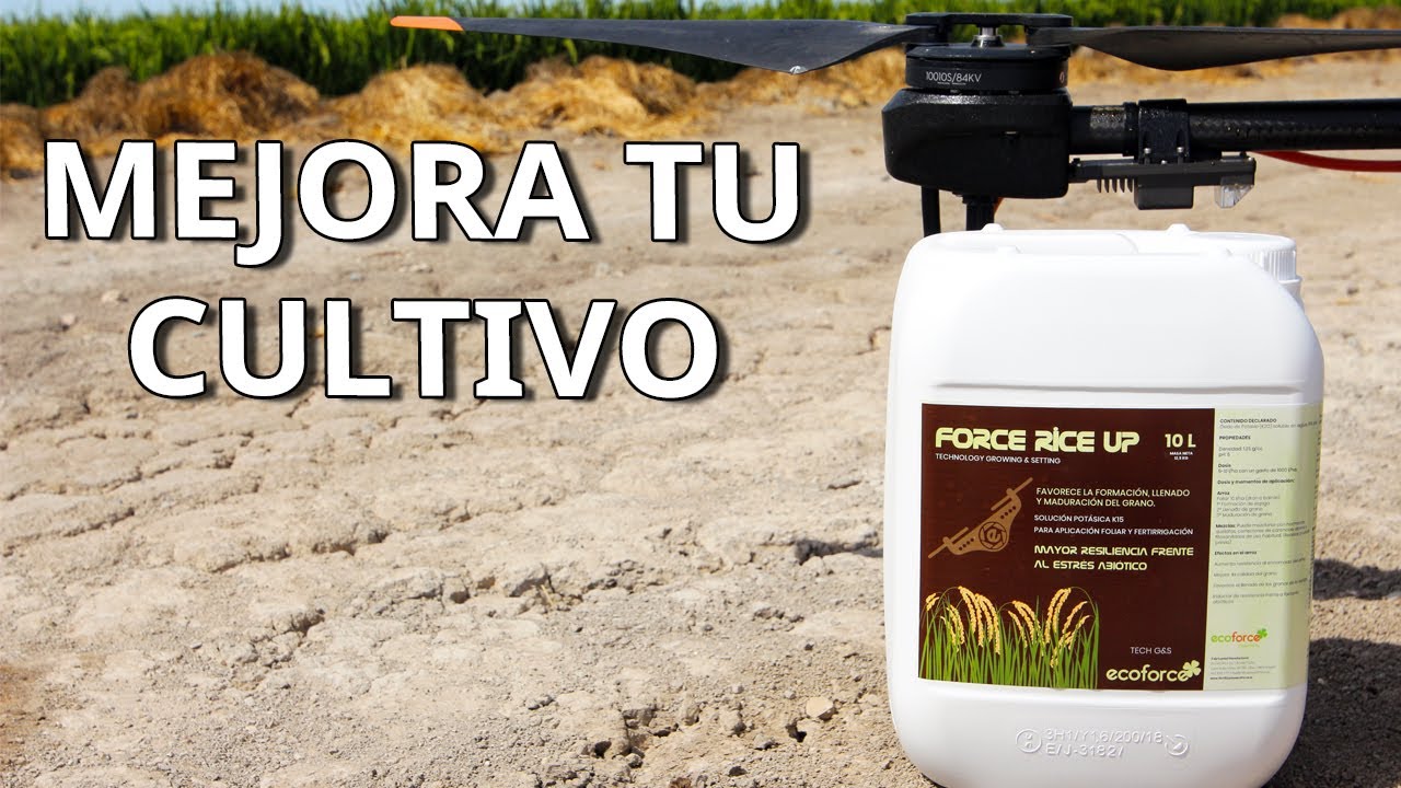 Force Rice Up... Producto exclusivo para aplicación con Dron en cultivo del Arroz.